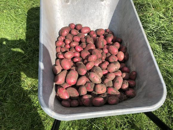 tatties