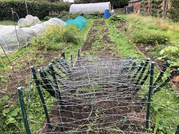 pea bed