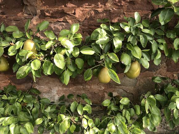 pears