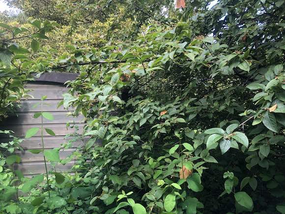 pyracantha