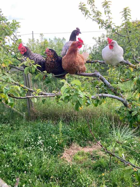 hens