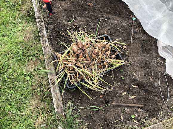 Shallots
