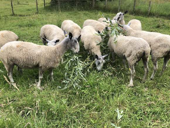 Sheep