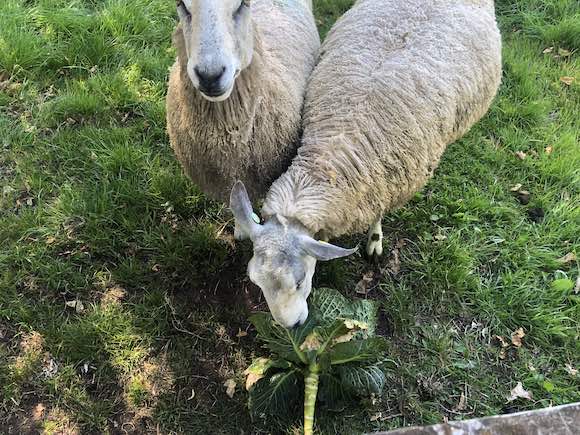 sheep
