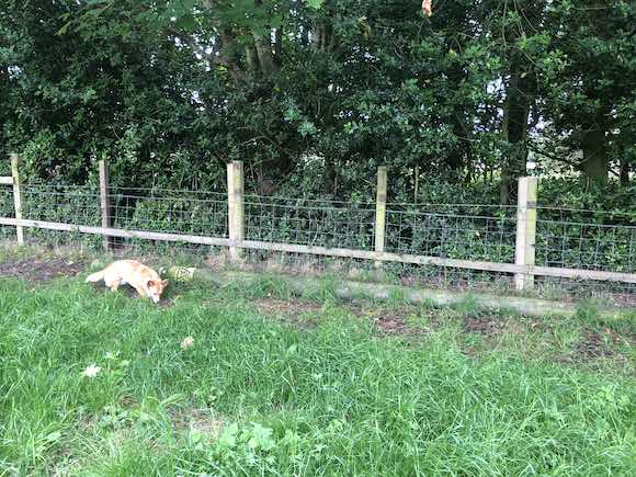 sheepfold
