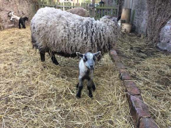 shetland-lamb