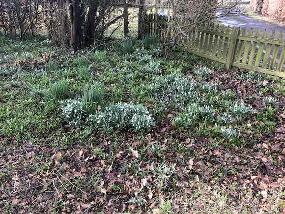 snowdrops