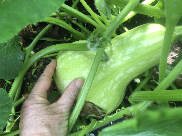 Squash