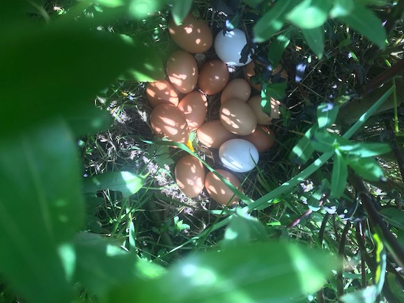 eggs