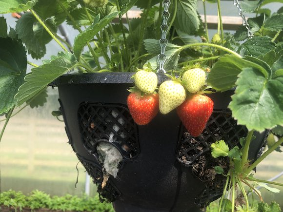strawberry