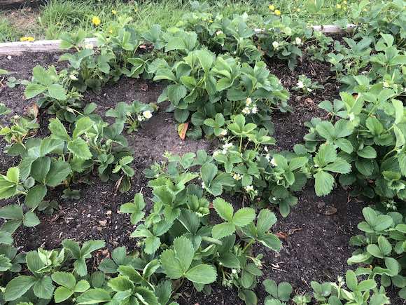 strawberries