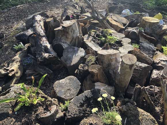 Stumpery