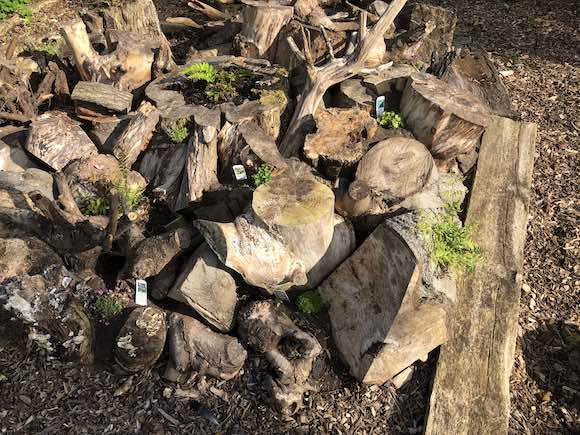 Stumpery