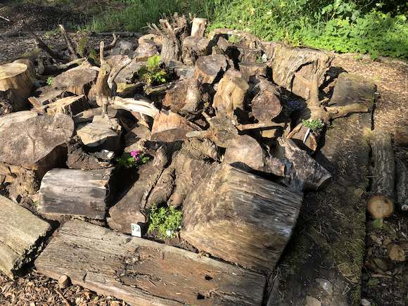Stumpery