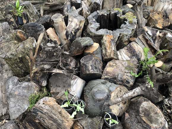 stumpery 2