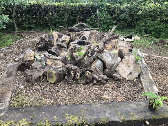 stumpery 3
