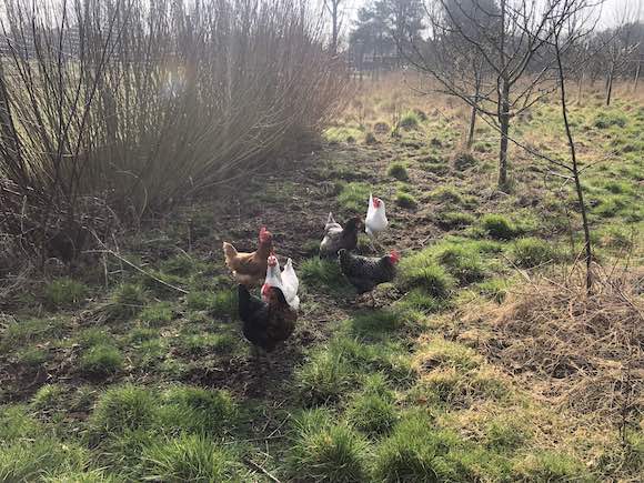hens