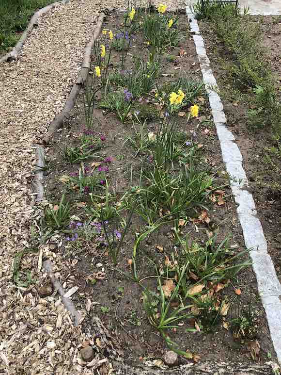 aubretia