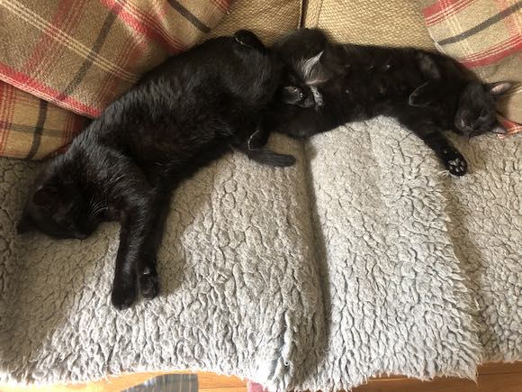 Cooper and Bertie