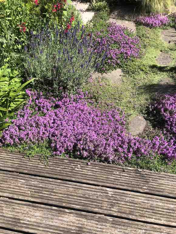 Thyme