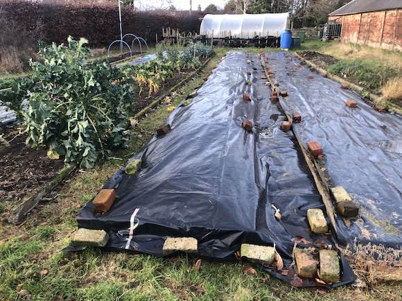 Carrot bed