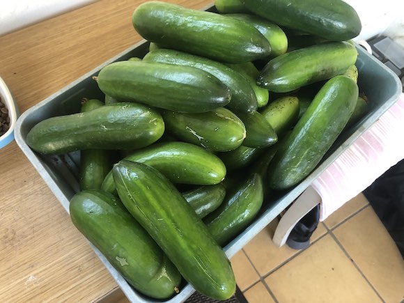 cucumber