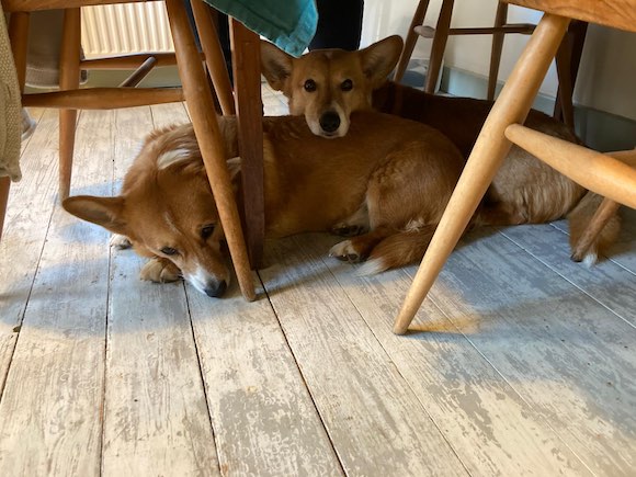 Dogs
