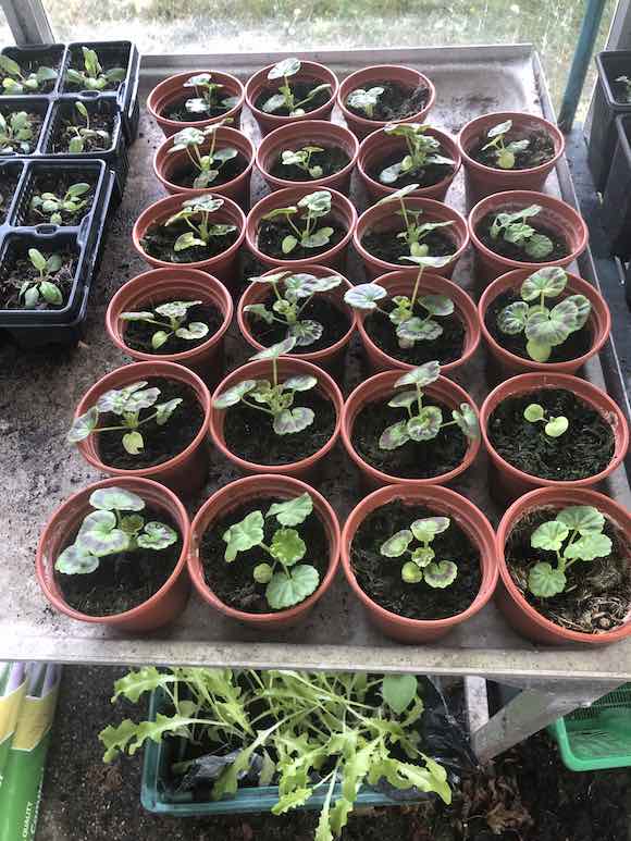 Geraniums