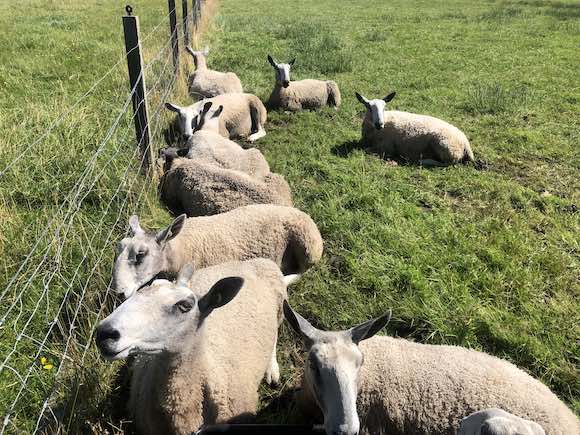 sheep