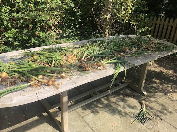 shallots