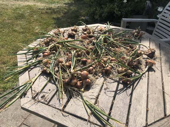 Shallots 2