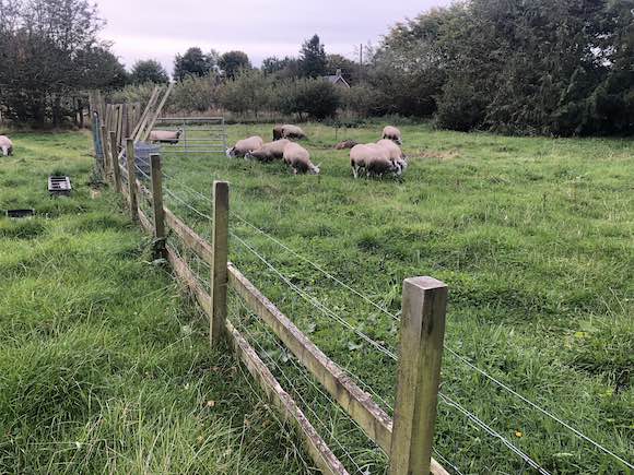 sheep