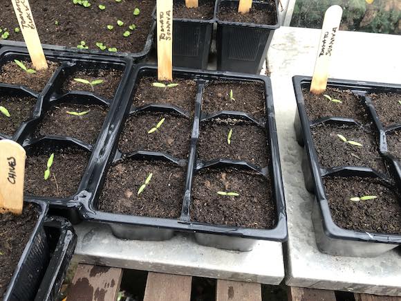 seedlings