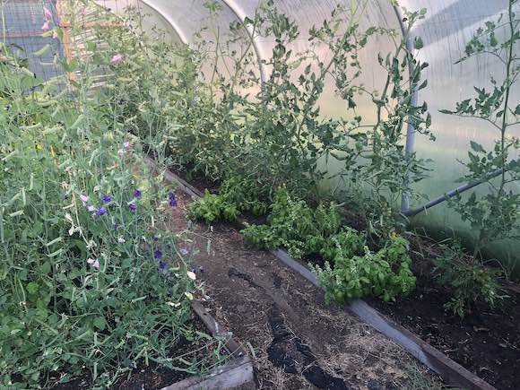 Polytunnel