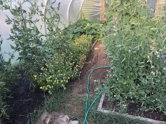 garden