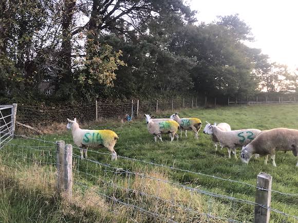 ewes
