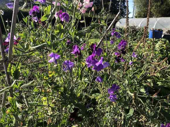 sweetpeas