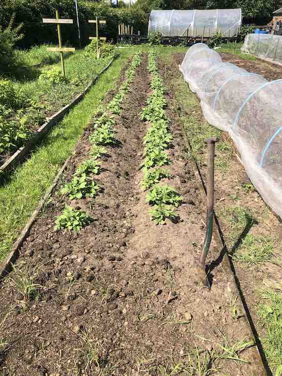 tatties
