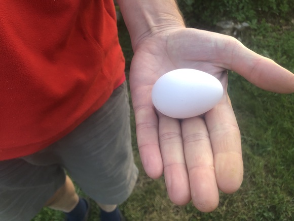Egg