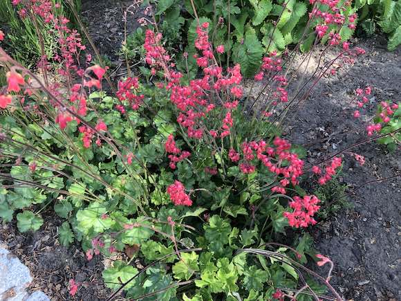 heuchera