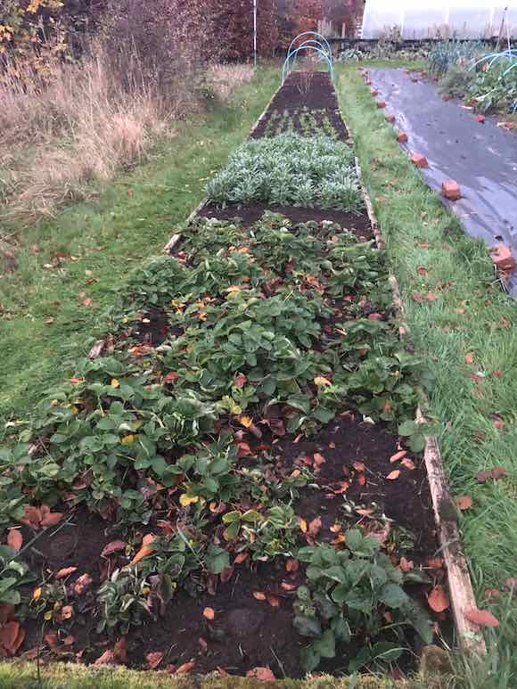 strawberry-bed