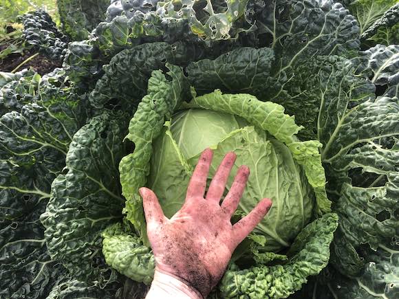 cabbage