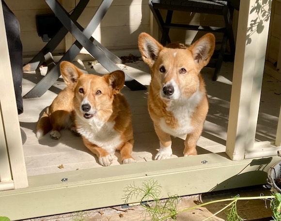 dogs