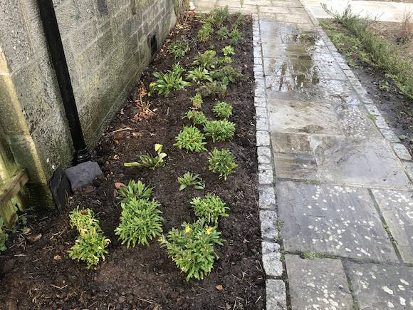 planting