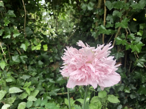 poppy