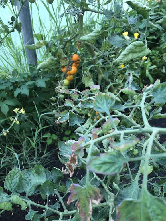 harvest