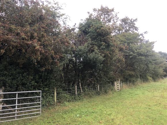 trees