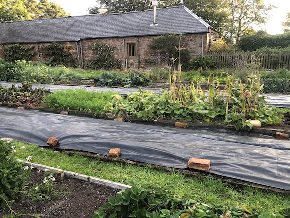 veg-garden