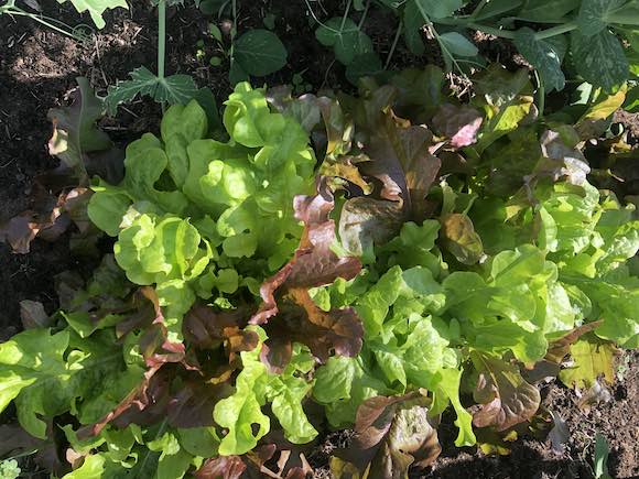 Salad