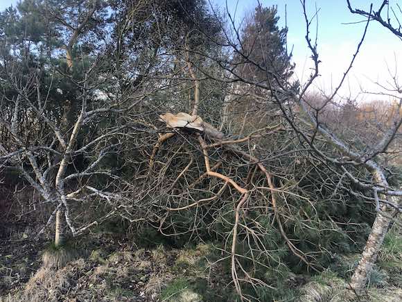 tree